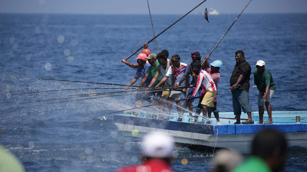 Sustainable tuna fishing in the Maldives